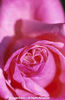 Rosa%20