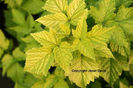 Rubus%20spectabilis%20