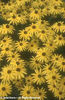 Rudbeckia%20fulgida%20var_%20sullivantii%20