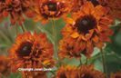 Rudbeckia%20hirta%20