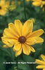 Rudbeckia%20hirta%20