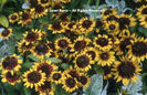 Rudbeckia%20hirta%20