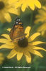 Rudbeckia%20hirta