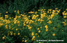 Rudbeckia%20laciniata%20