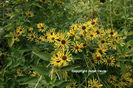 Rudbeckia%20subtomentosa%20