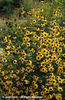 Rudbeckia%20triloba