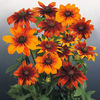 rudbeckia_autumn_colors_3