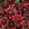 rudbeckia_cherry_brandy_3