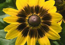 rudbeckia_denver_daisy_photo_22