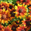 rudbeckia_orange_fudge_pop-up