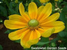 rudbeckia_prairie_sun_22