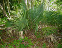 Sabal_Minor_in_habitat_web