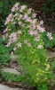 Sabatia_angularis_plant_resized