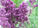 Sage_CU,_Plume-flowered_Garden,_Salvia_nemorosa_