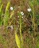 Sagittaria_lancifolia_web_resized