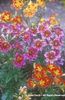 Salpiglossis%20sinuata%20