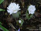 sangiuinaria-canadensis-f_-multiplex-small-bud-emerging