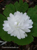 sanguinaria-canadensis-multiplex-closeup-of-double-bloom