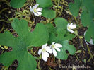Sanguinaria-canadensis-single-white-flowers