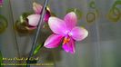 Phalaenopsis Sweet Memory Liodoro