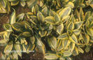 Sansevieria%20trifasciata%20'Golden%20Hahnii'