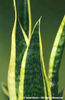 Sansevieria%20trifasciata