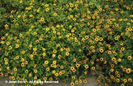 Santivalia%20procumbens%20