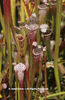 Sarracenia%20leucophylla%20