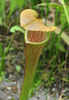 Sarracenia_jonesii_-_pitcher