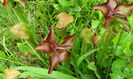 Sarracenia_jonesii_-_plants__flowers