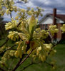 Sassafras_albidum_emerging_leaves_resized