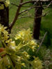 Sassafras_albidum_flowers_resized