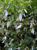 saxifraga