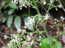 Saxifraga_micranthidifolia_blooms