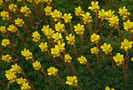 saxifraga-flowers