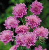 Scabiosa%20