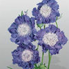 scabiosa_fama_deep_blue_2