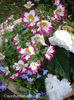schizanthus-rose-bicolor
