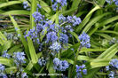 Scilla%20bithynica