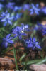 Scilla%20siberica