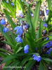 scilla-siberica-blue-flowers-face-down