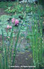 Scirpus%20lacustris%20