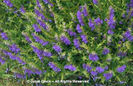 Scutellaria%20baicalensis