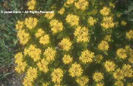 Sedum%20aizoon