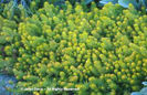 Sedum%20