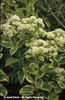 Sedum%20