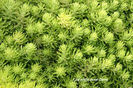 Sedum%20