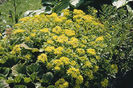 sedum_selsie_3x4_5