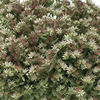 sedum_silver_frost_22