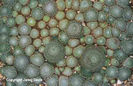 Sempervivum%20ciliosum